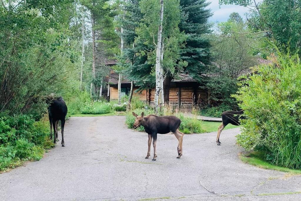 Aspen'S Cabin Вілсон Екстер'єр фото